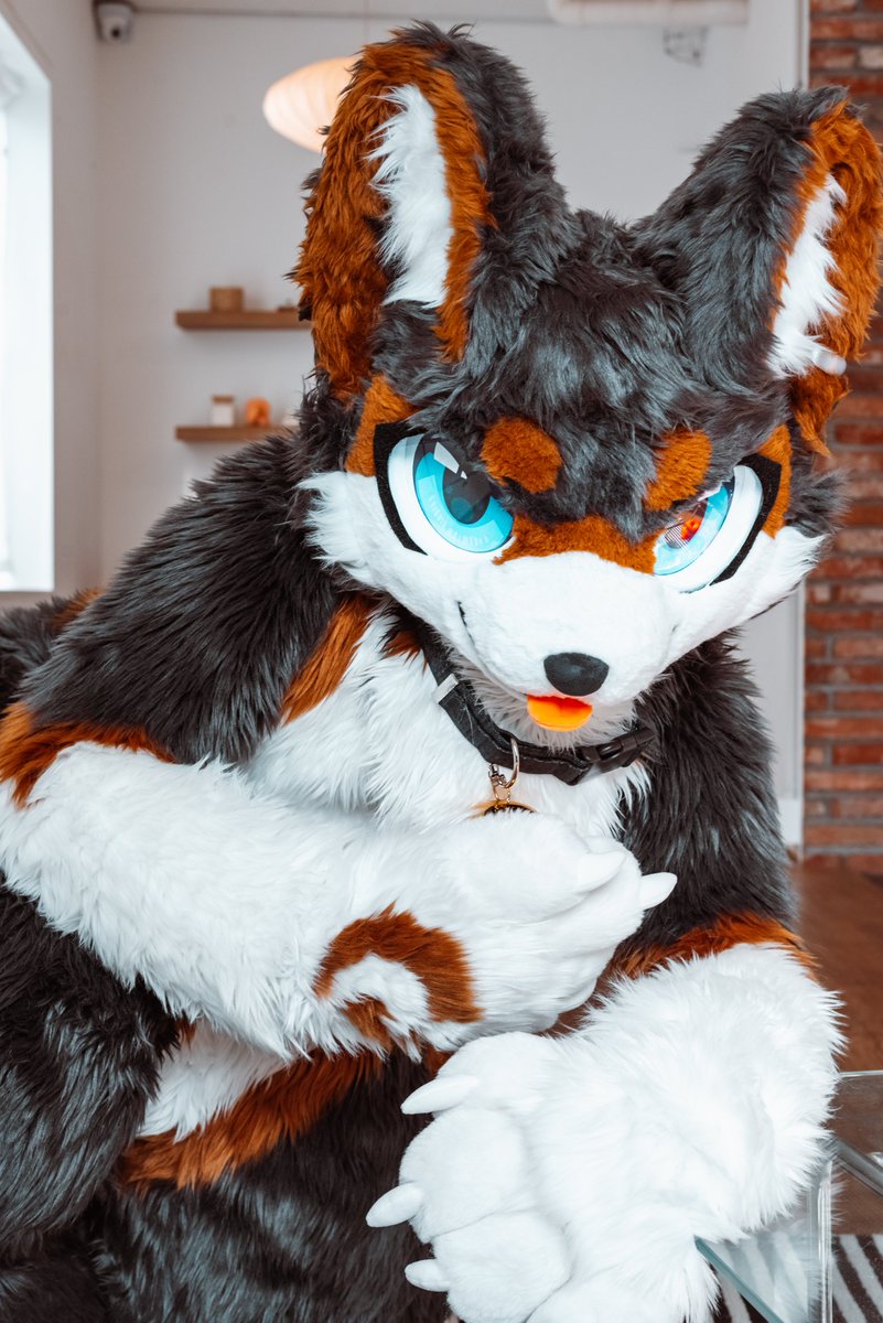#FursuitEveryday 
📸<a href="/DonDon_Fur/">돈돈 / DonDon</a>