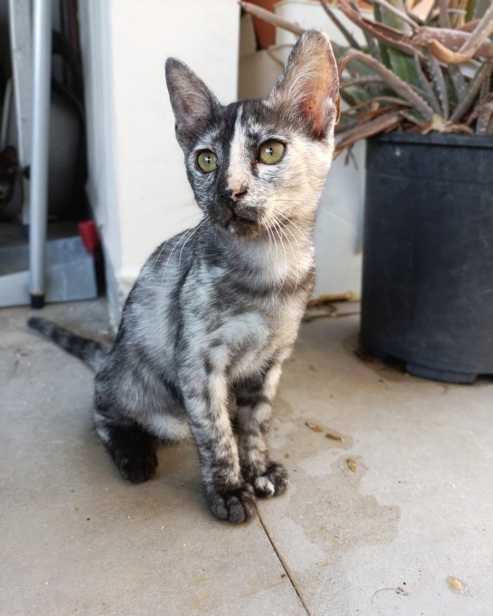 ZafiroProte's tweet image. 🩵 TIERRA EN ADOPCIÓN 🩵
¿Alguna vez has soñado con tener un pedacito del universo en casa?🌍No entendemos cómo Tierra aún sigue esperando una familia. Está lista para llenar tu hogar de alegría, ronroneos y aventuras espaciales 🚀
🐾 Tierra
🎂 4 meses
📍 Murcia
✈️ Puede viajar