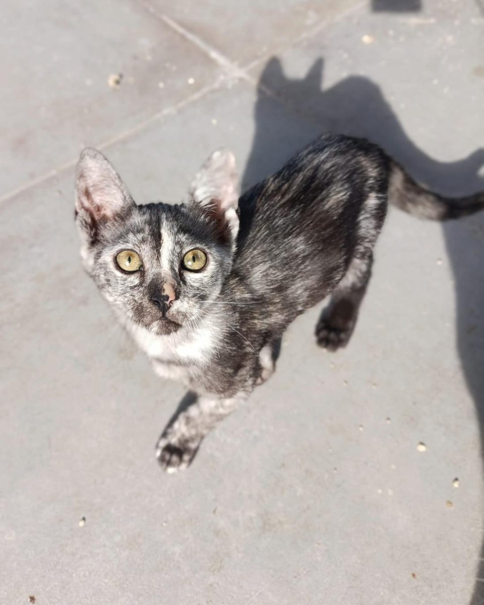 ZafiroProte's tweet image. 🩵 TIERRA EN ADOPCIÓN 🩵
¿Alguna vez has soñado con tener un pedacito del universo en casa?🌍No entendemos cómo Tierra aún sigue esperando una familia. Está lista para llenar tu hogar de alegría, ronroneos y aventuras espaciales 🚀
🐾 Tierra
🎂 4 meses
📍 Murcia
✈️ Puede viajar