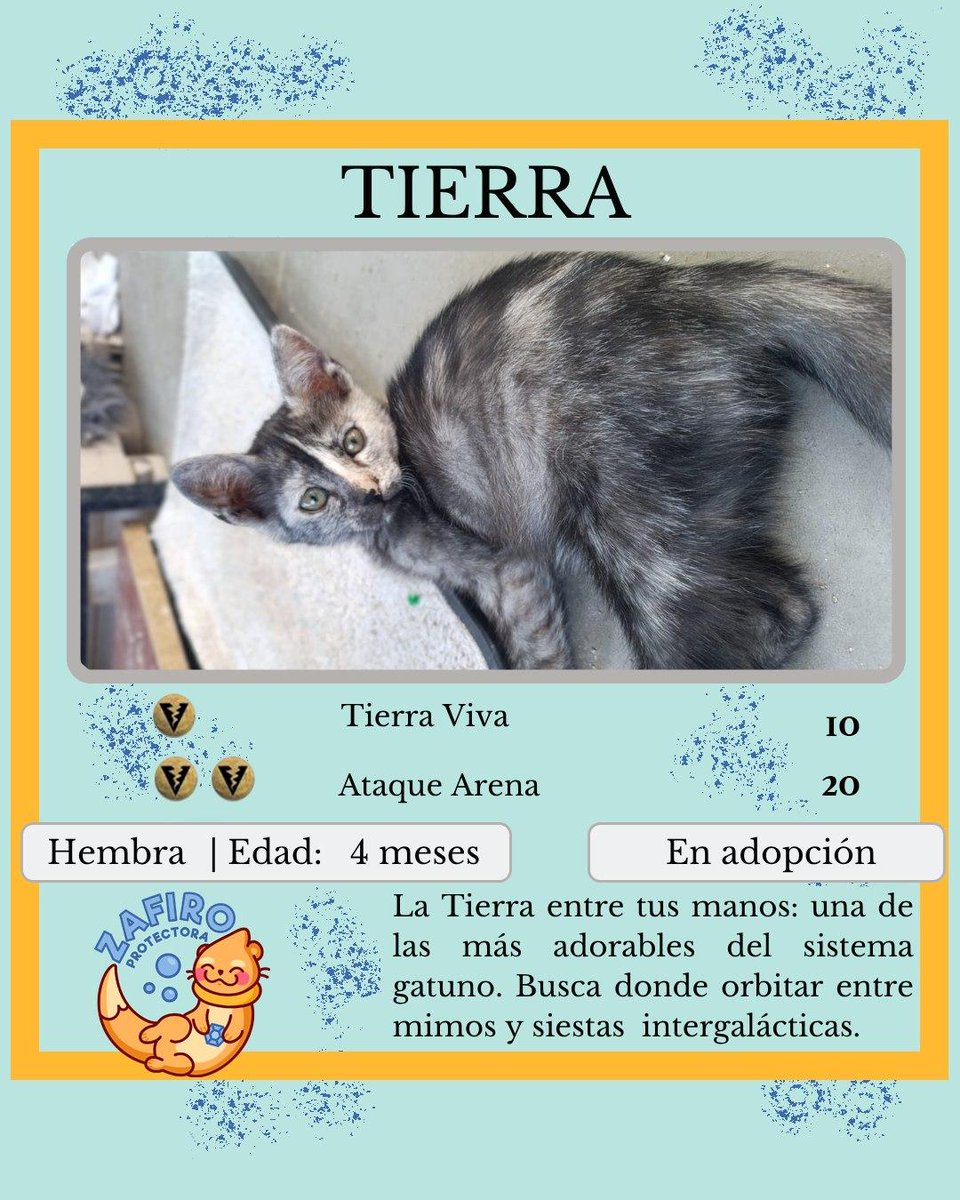 ZafiroProte's tweet image. 🩵 TIERRA EN ADOPCIÓN 🩵
¿Alguna vez has soñado con tener un pedacito del universo en casa?🌍No entendemos cómo Tierra aún sigue esperando una familia. Está lista para llenar tu hogar de alegría, ronroneos y aventuras espaciales 🚀
🐾 Tierra
🎂 4 meses
📍 Murcia
✈️ Puede viajar