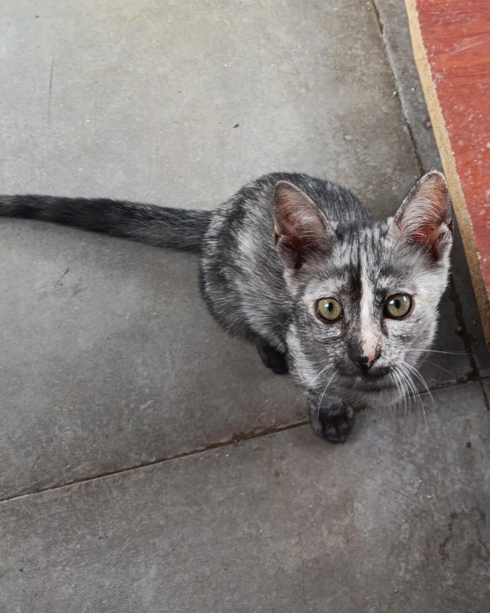 ZafiroProte's tweet image. 🩵 TIERRA EN ADOPCIÓN 🩵
¿Alguna vez has soñado con tener un pedacito del universo en casa?🌍No entendemos cómo Tierra aún sigue esperando una familia. Está lista para llenar tu hogar de alegría, ronroneos y aventuras espaciales 🚀
🐾 Tierra
🎂 4 meses
📍 Murcia
✈️ Puede viajar