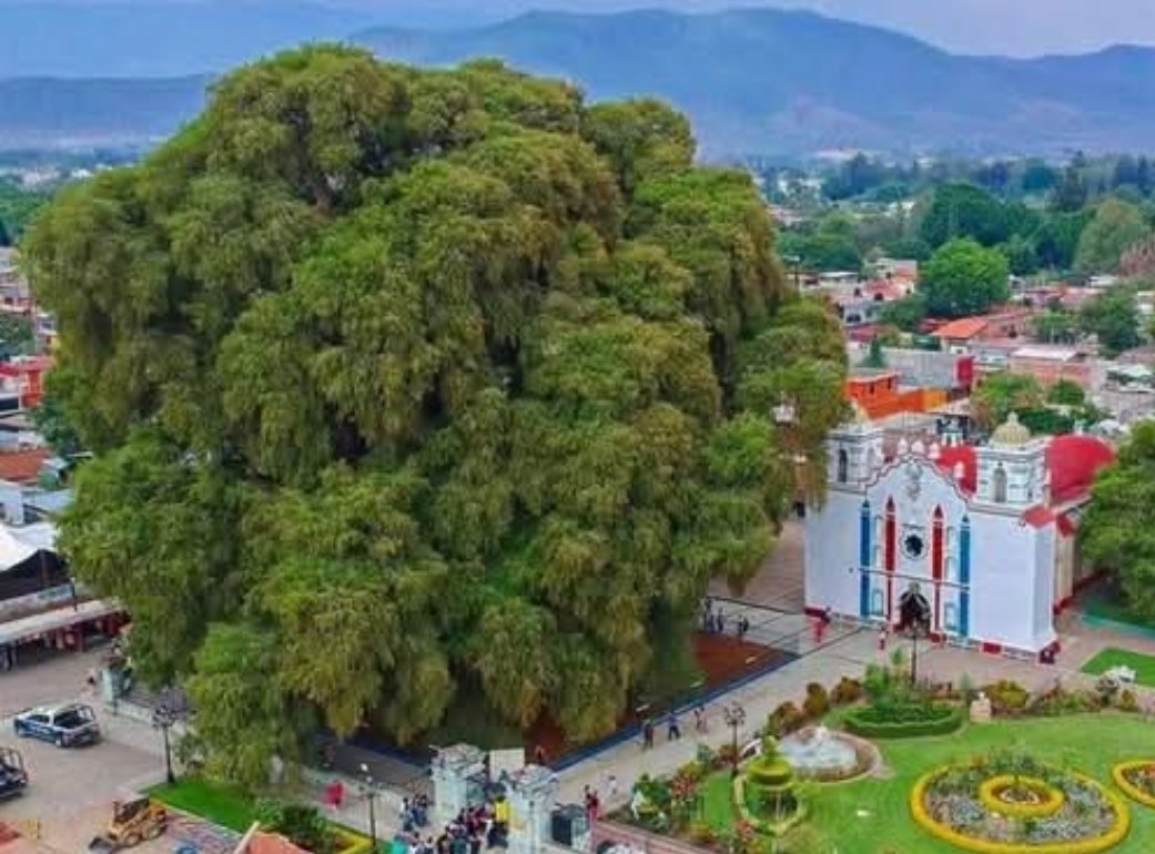 pkas1111's tweet image. 🇲🇽El Ahuehuete, es un ciprés cuyo ejemplar más antiguo (2000 años) se encuentra en Mexico (el árbol de Tule)
🇪🇸 En España también tenemos un ejemplar de Ahuehuete longevo, de unos 400 años. Está en el Parque del Retiro y por comparación, pueden imaginar su tamaño en el año 3625