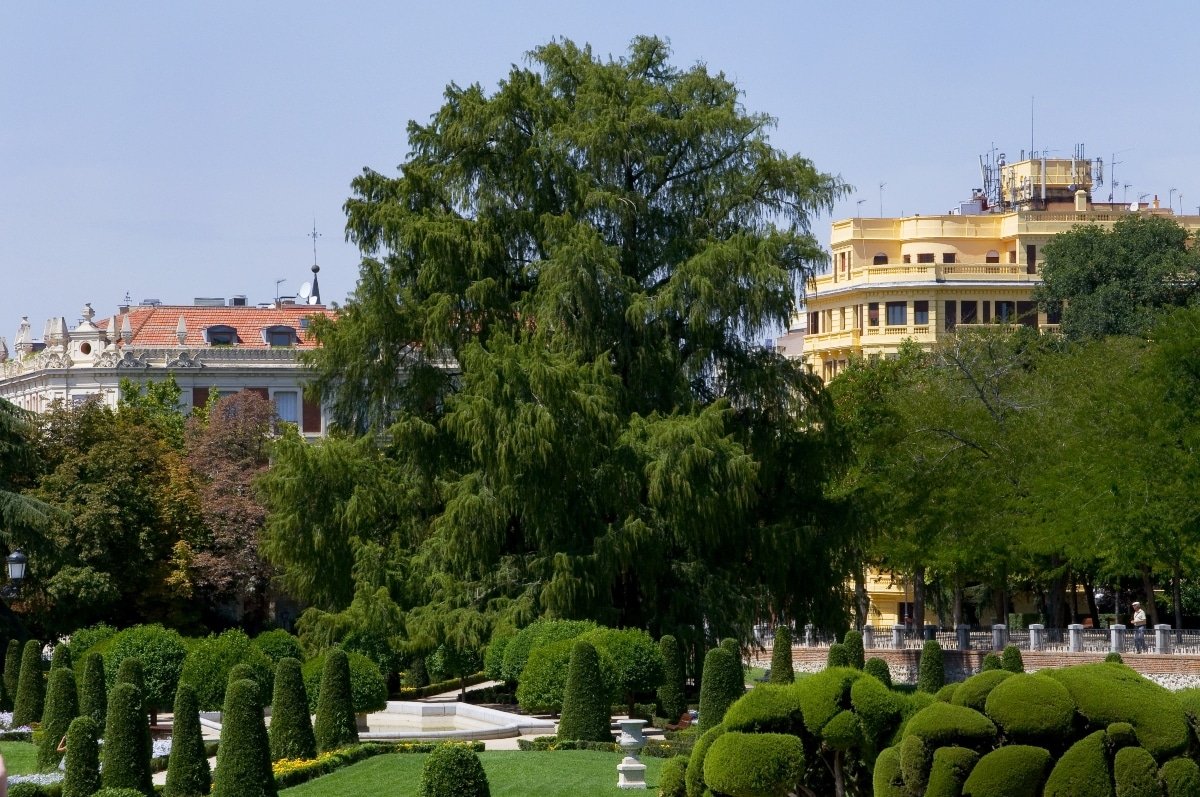 pkas1111's tweet image. 🇲🇽El Ahuehuete, es un ciprés cuyo ejemplar más antiguo (2000 años) se encuentra en Mexico (el árbol de Tule)
🇪🇸 En España también tenemos un ejemplar de Ahuehuete longevo, de unos 400 años. Está en el Parque del Retiro y por comparación, pueden imaginar su tamaño en el año 3625