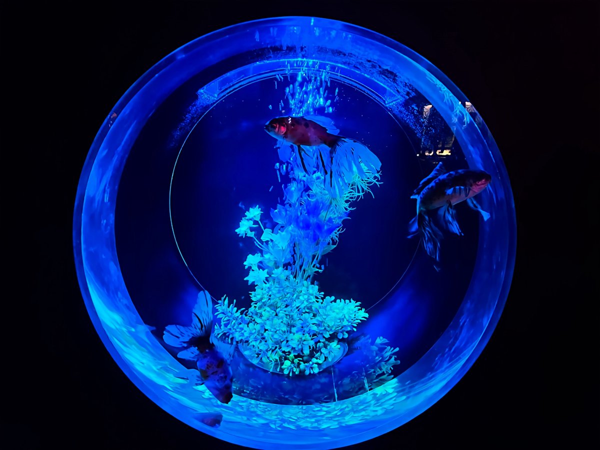 _k0uji_'s tweet image. 名古屋 栄 中日ホールの
アートアクアリウム
とても綺麗でした😊