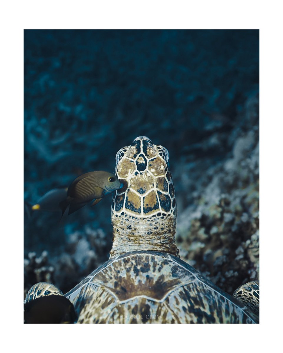 ocean__crew's tweet image. #海の中