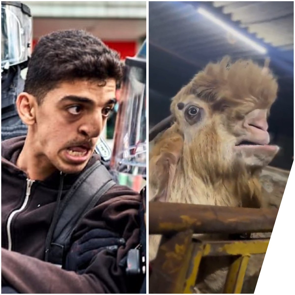 Felix (@wolfdesnordens) on Twitter photo 