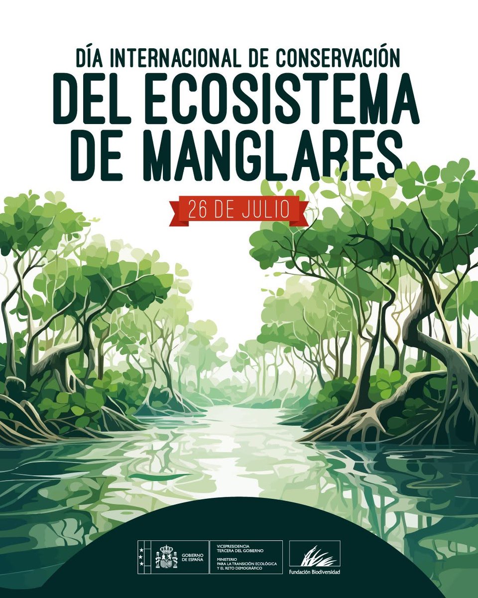 ClimaMgta's tweet image. De • @fundacionbiodiversidad 🌿 Los manglares solo cubren el 1 % de la superficie costera, pero tienen un papel clave:

🛡 Frenan tormentas
🐟 Alimentan a millones de personas
🌍 Fijan CO₂
💧 Limpian el agua
🦐 Son viveros de vida