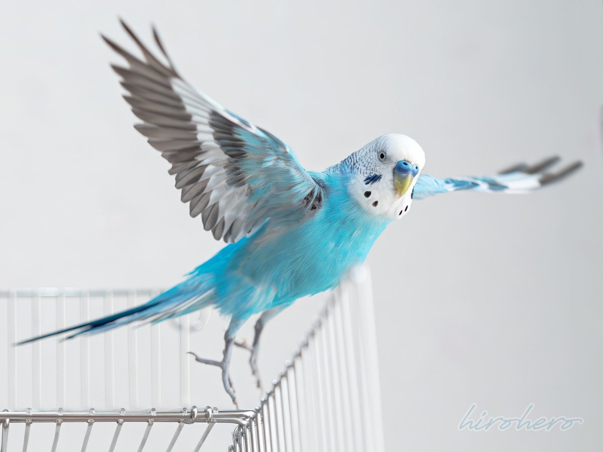 hirohero's tweet image. ふわり。

#セキセイインコ