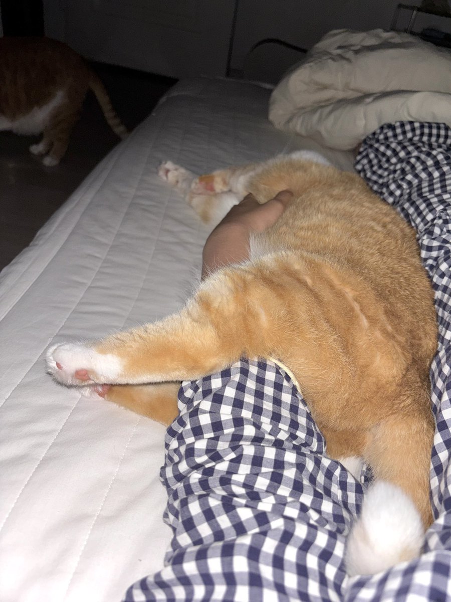 alldayudon's tweet image. 잠 안올때 우동이 전기통닭 만들면 딥슬립 가능