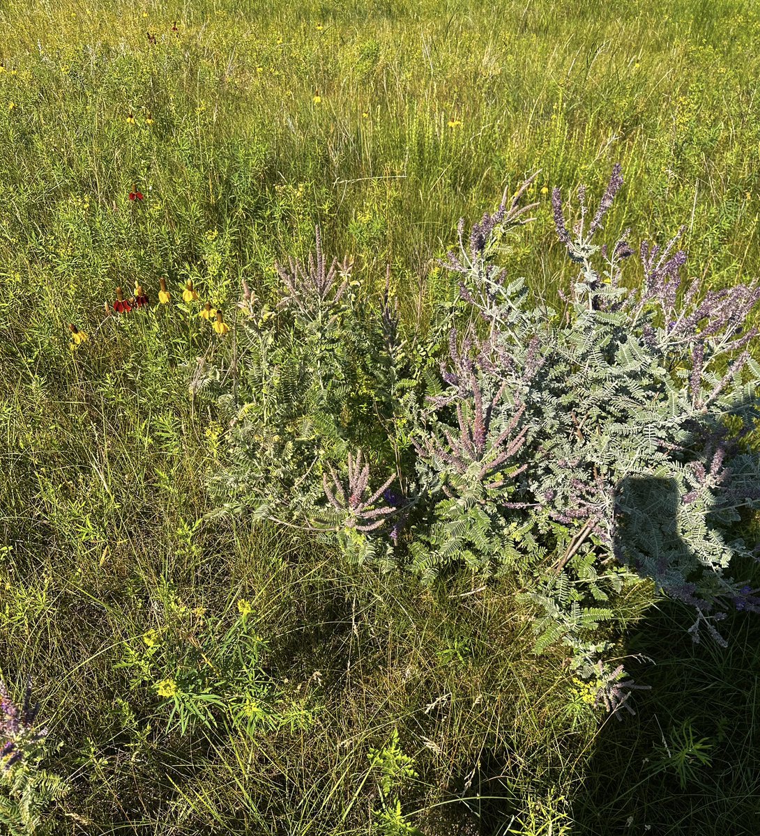 Saturday Selfie! We’ll continue on the Lead Plant, &amp; Yellow &amp; Mexican Hat Coneflowers theme.  #wildflowers #flowers #wandering #northdakota #prairie #grasslands