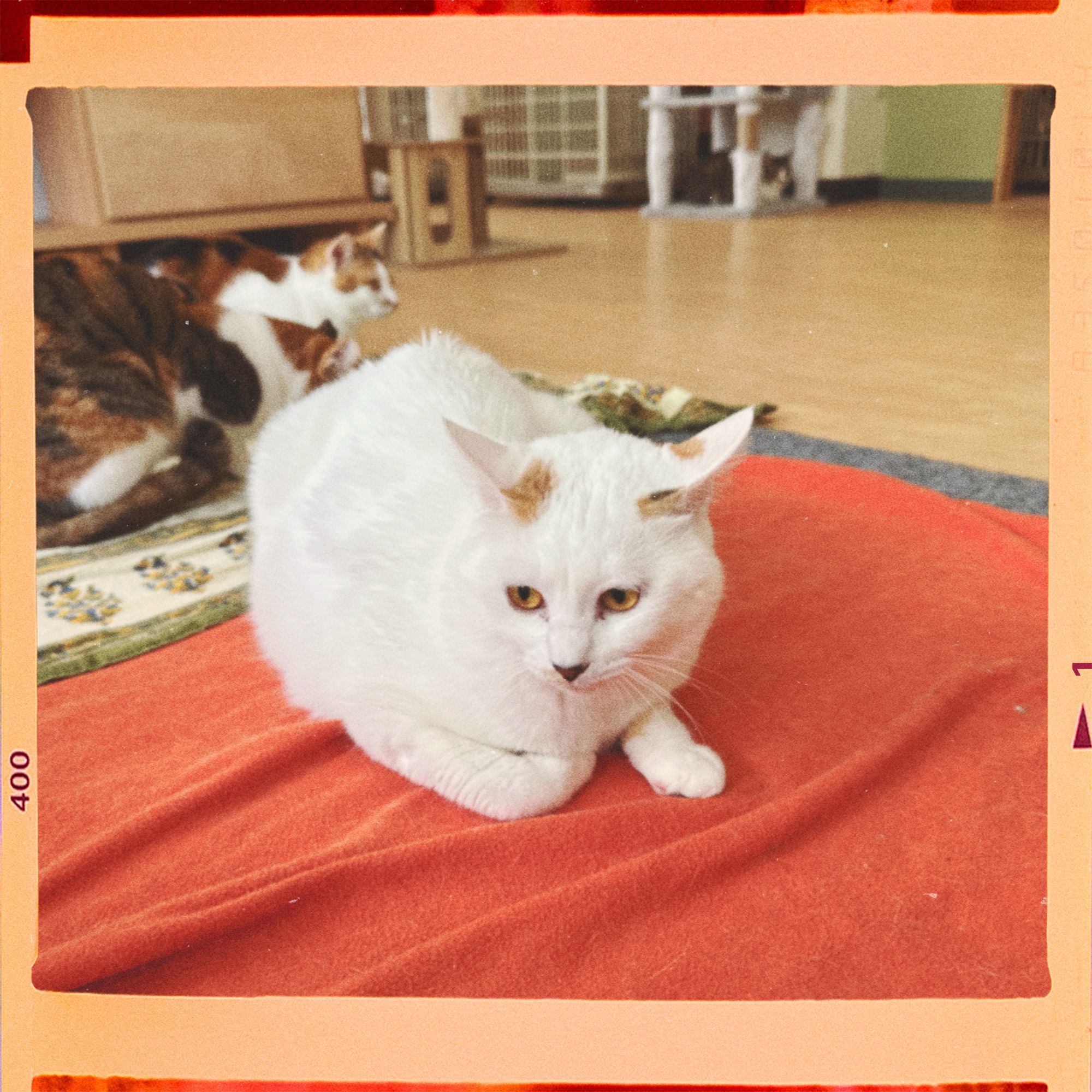 ネコ 白黒ぶち猫さん🐈 ＊ ちょっとむっすり顔🙂 ＊ #cat #neko #猫