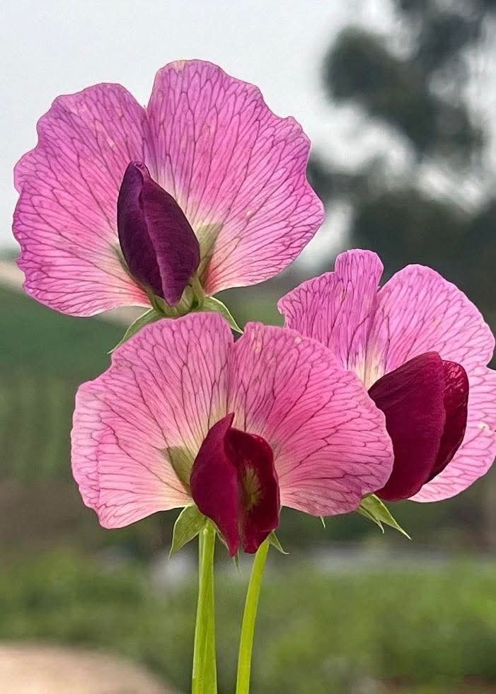 74ceff6b903445b's tweet image. Hello dear friends 🙏😄 
Have a beautiful Saturday 💜