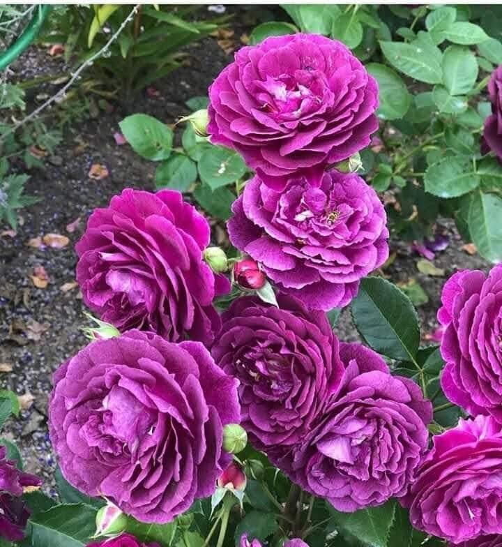 74ceff6b903445b's tweet image. Hello dear friends 🙏😄 
Have a beautiful Saturday 💜