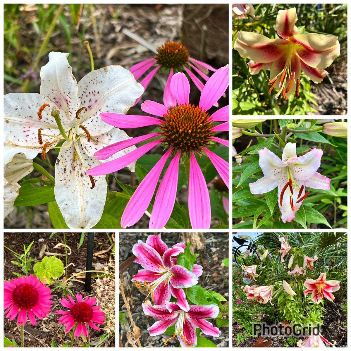 vanessa_c_clark's tweet image. #SixOnSaturday from my garden this week, the Lilies haven’t done too bad despite those little orange pests!