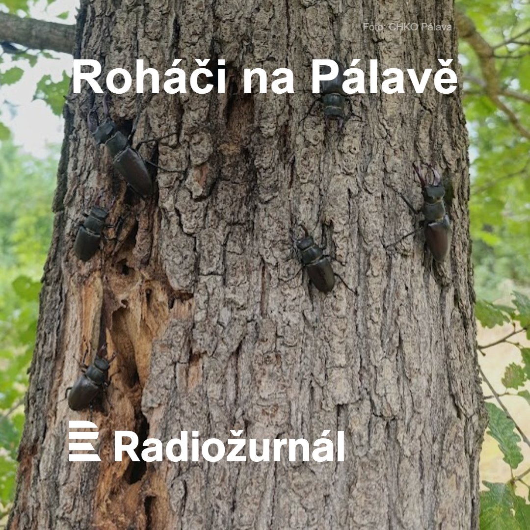 iRozhlasJVM's tweet image. 🪲 Roháčům obecným se letos na Pálavě daří. Největší brouci Evropy žijí velmi odlišně podle pohlaví – samci jen několik týdnů, zato bouřlivě: 🍶 opíjí se zkvašenou mízou, ⚔️ perou se a ❤️🔥 páří se. Střídmější samičky je pak přežívají o celé měsíce.