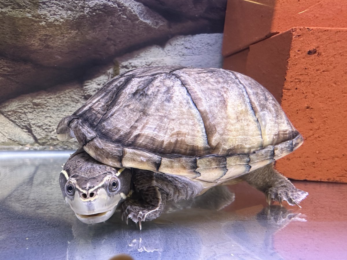Eo5rU's tweet image. たまには虫以外も、ブサかわ🐢さん