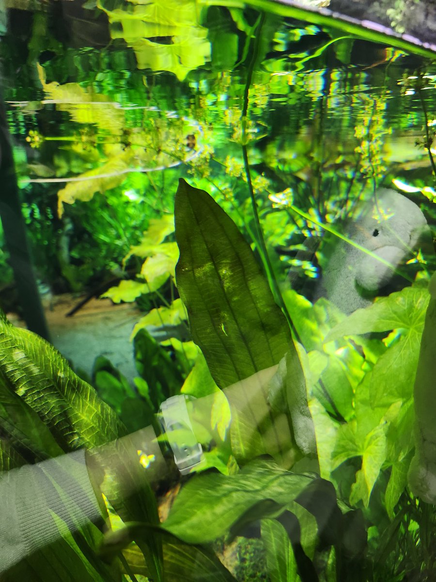 nek0tuki's tweet image. ふわんわん…ふわ…んわん…？？