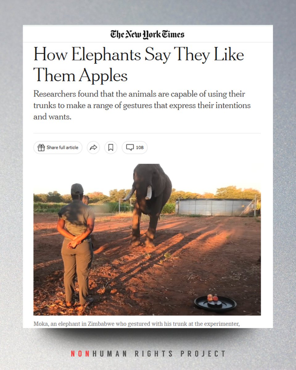 NonhumanRights's tweet image. Elephants don’t just communicate with sound—they gesture with intent. 🐘🍎 A new study shows elephants use deliberate trunk movements to influence others—a hallmark of complex cognition once thought unique to humans. 🔗 Learn more: nyti.ms/4o4NwWX