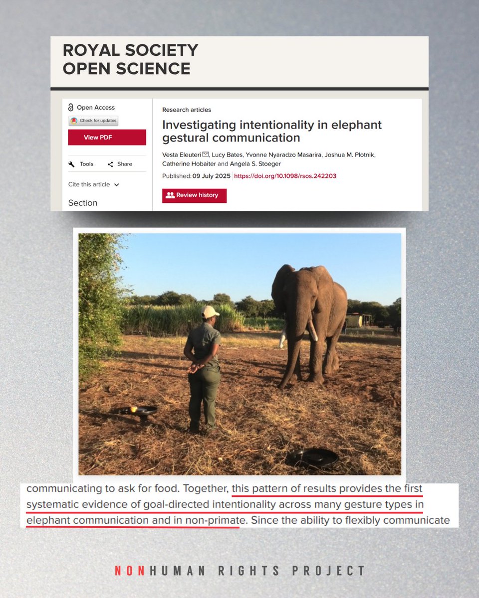 NonhumanRights's tweet image. Elephants don’t just communicate with sound—they gesture with intent. 🐘🍎 A new study shows elephants use deliberate trunk movements to influence others—a hallmark of complex cognition once thought unique to humans. 🔗 Learn more: nyti.ms/4o4NwWX