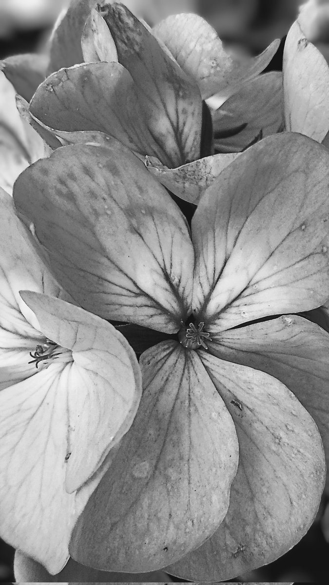 s4r4h_l's tweet image. #SaturdayMorning #BlackAndWhiteMacro with a very pretty geranium centre. @MacroHour @BNW_Macro #bloomscrolling