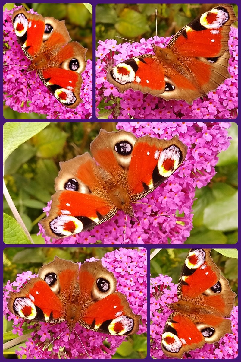 s4r4h_l's tweet image. Yesterday's 'star of the show' only up to 3 peacocks yesterday, one with a tiny bite out of its wing, a smaller one who didn't sit still and this beauty who was much bigger than the others which I think makes her female. #Lancashire @savebutterflies bigbutterflycount.org