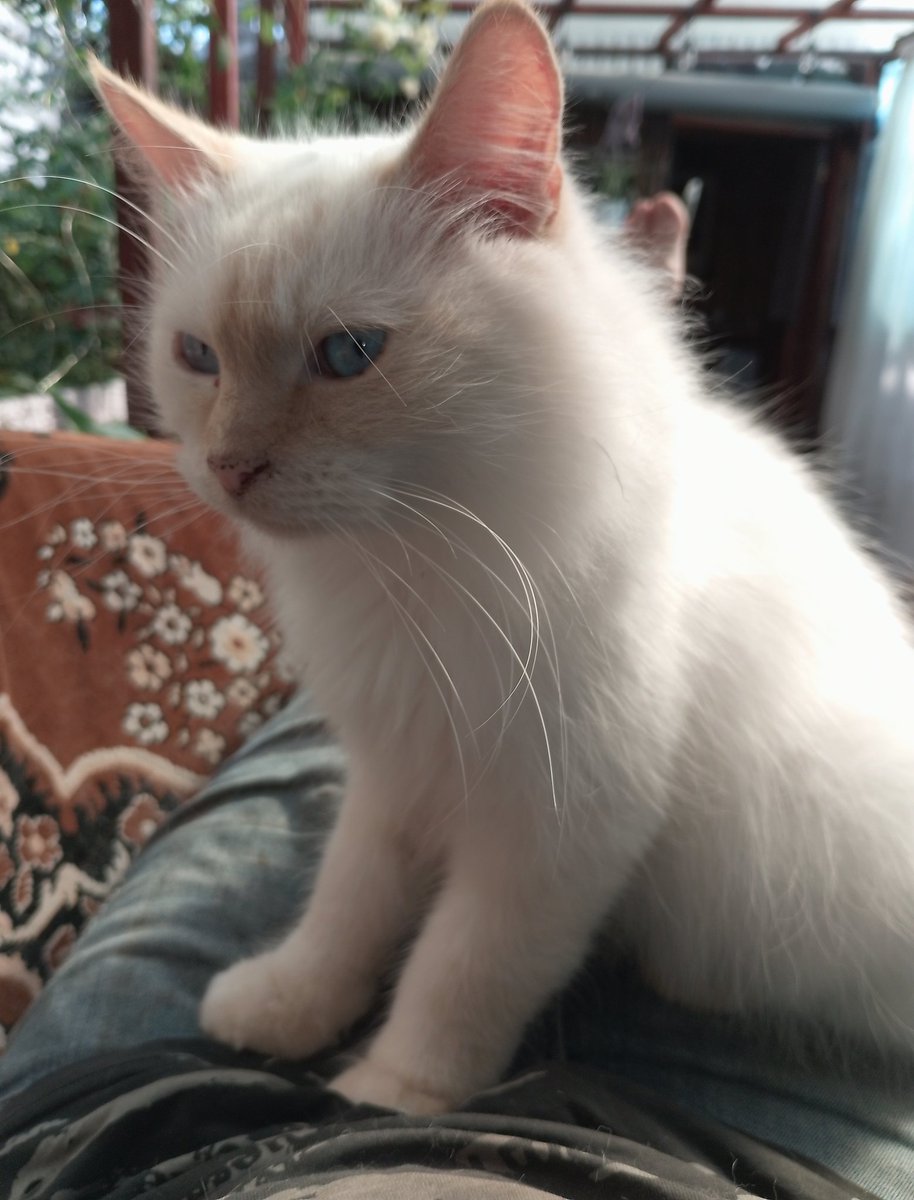 Пвн Артюша прийшов вже після кавусі, а Кокосяка так і носиться)))