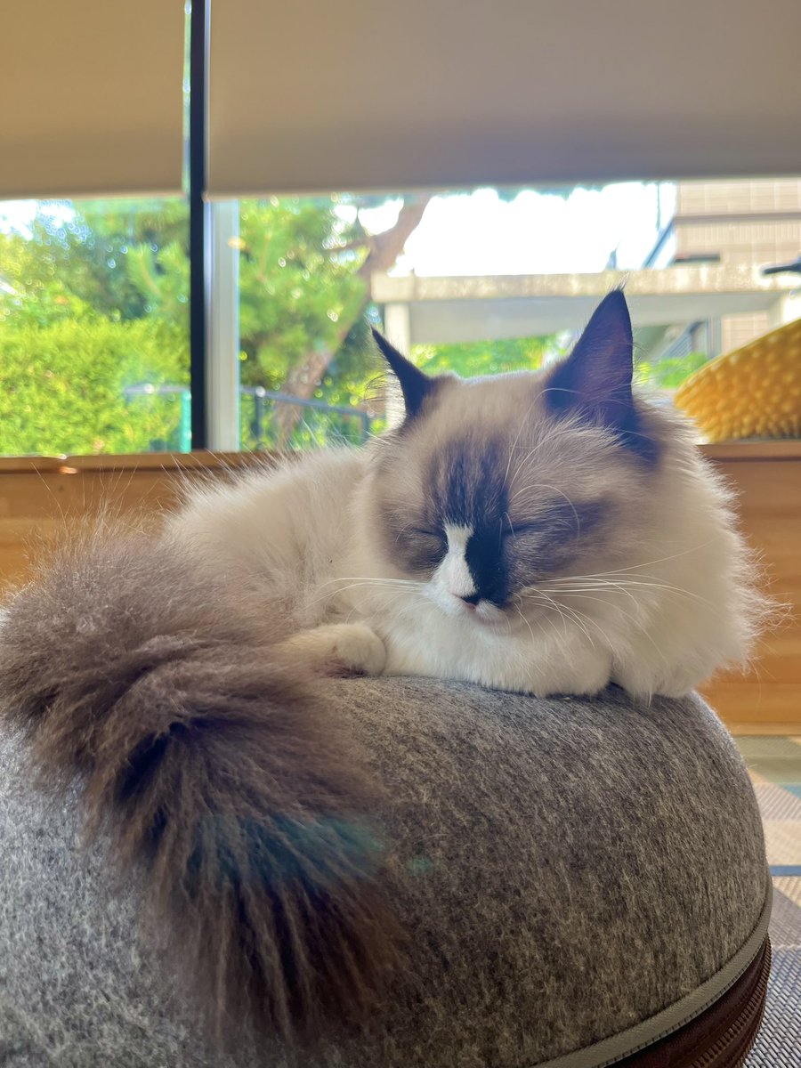 TeKeNo6's tweet image. ぷりちーねこちゃん