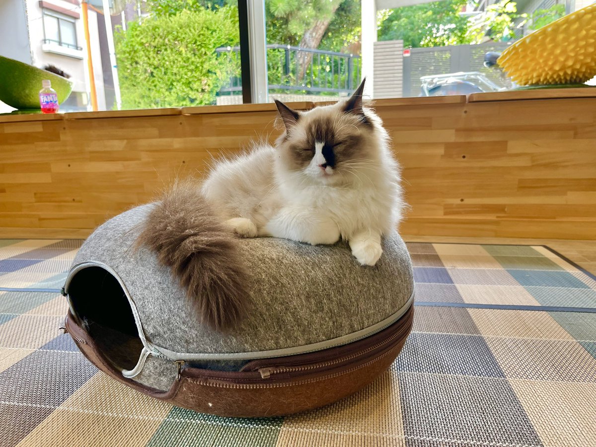 TeKeNo6's tweet image. ぷりちーねこちゃん