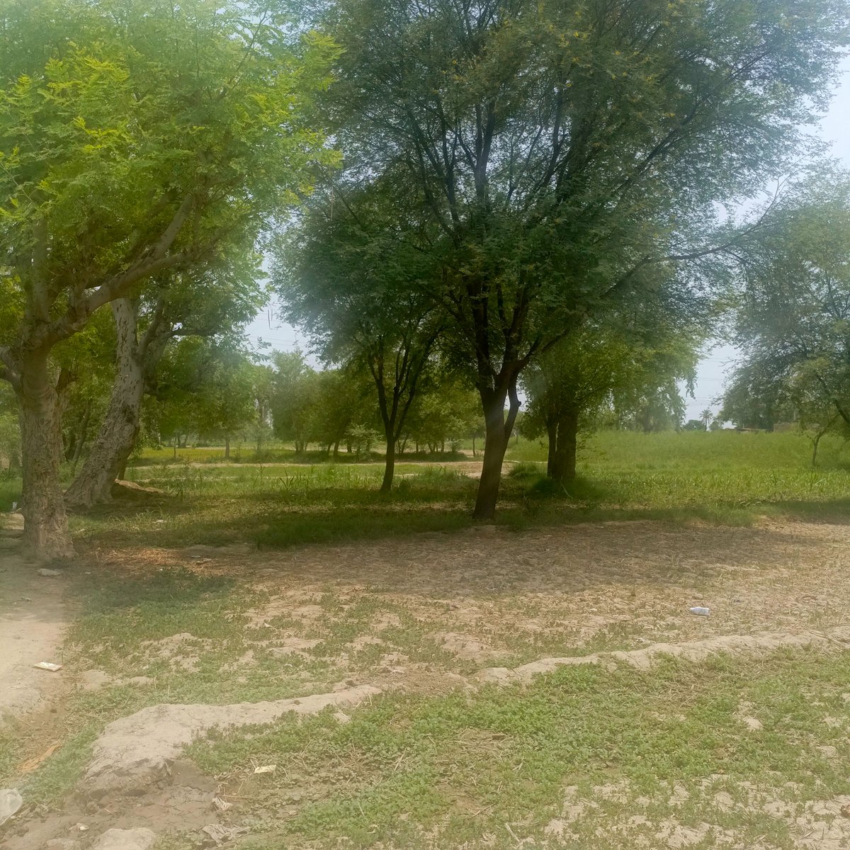 groolla's tweet image. Natural trees always supply but ai generated tress doesn't supply oxygen because they doesn't exist in our environment ok..