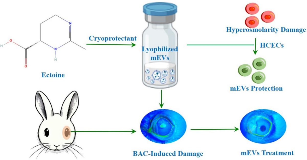 JCRnEDITORS's tweet image. Alleviation of dry eye disease with lyophilized extracellular vesicles.
| Jiwen Zhang, Shanghai Institute of Materia Medica |
[50 days&apos; free access]
#ExtracellularVesicle #stability #cryoprotectant #DryEye
kwnsfk27.r.eu-west-1.awstrack.me/L0/https:%2F%2…