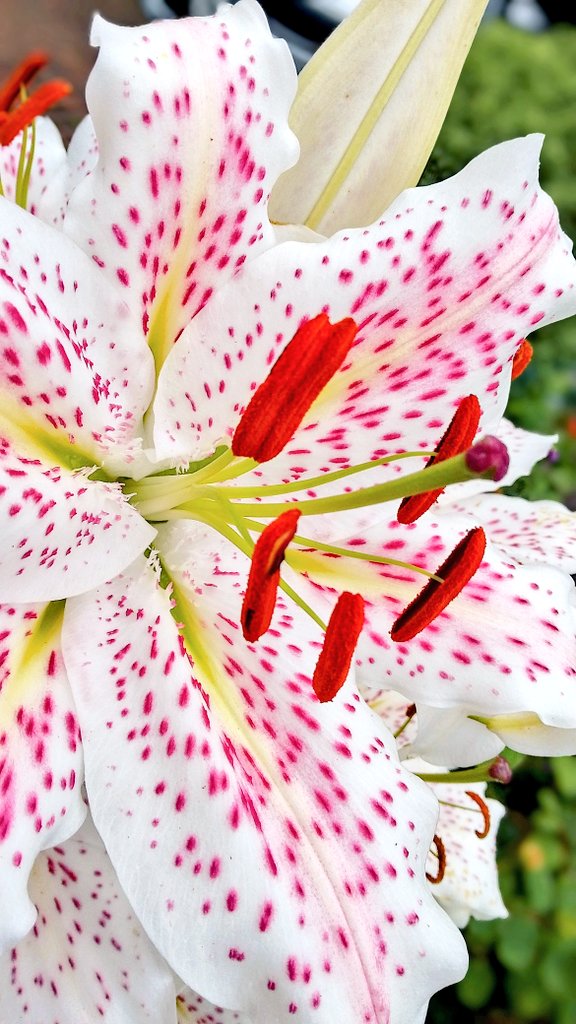 s4r4h_l's tweet image. Wishing you a blooming lovely weekend with more of my neighbours stunning lilies. Heavenly scent that wafts through my windows in the sun! 馃槏 #bloomscrolling #DailyFlowers