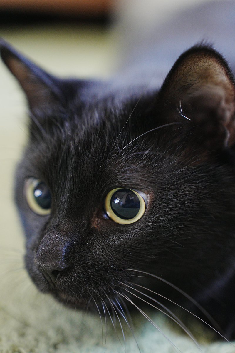 くろねこ＊ページ 黒猫つくねちゃん太しっぽ on X: 