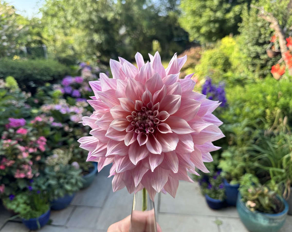 Urbanponds101 (@urbanponds101) on Twitter photo Morning, shall we do a thread of lovely flowers? Yes why not! Morning, shall we do a thread of lovely flowers? Yes why not!