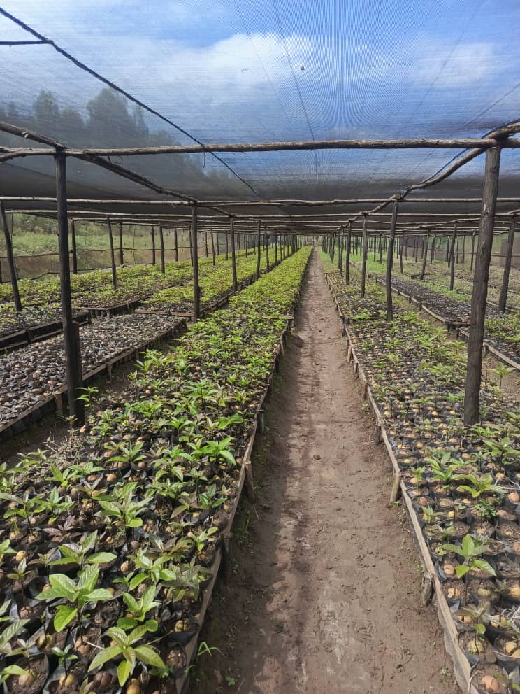 We're here to supply you with the quality seedlings you need to grow your own orchard and support you for planting and maintaining your orchards and gardens!

We're professionals in this agriculture career you have to trust!

#YourPartnerInGreener
