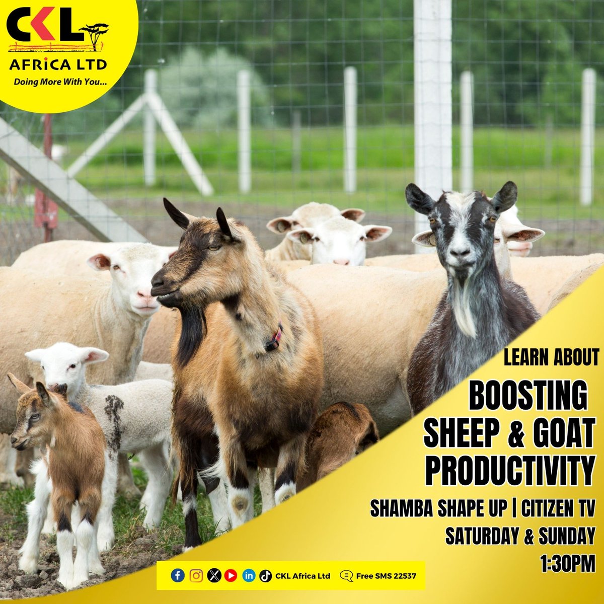 CKL Africa Ltd (@cklafricaltd) on Twitter photo Are Your Shoats Working for You? Itās time they did.
Join us this weekend on <a href="/shambashapeup/">Shamba Shape Up</a>, to find out how to boost your sheep and goat productivity with the right care, nutrition, and management tips. #doingmorewithyou Are Your Shoats Working for You? Itās time they did.
Join us this weekend on <a href="/shambashapeup/">Shamba Shape Up</a>, to find out how to boost your sheep and goat productivity with the right care, nutrition, and management tips. #doingmorewithyou