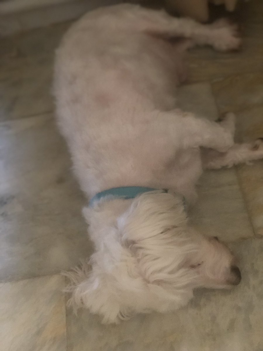 Miço kız kardeşimin ve 11 yaşında. Bir süre misafirimiz. Sabah yataktan kalkarken birden Maskota saldırdı. O hızla beni sırtımdan ısırdı😂Kendi evinde hiçbir canlıyı takmaz zaten doğuştan sağır. Neyseki Maskota zarar vermedi😂😂Teyze olmak kolay değil