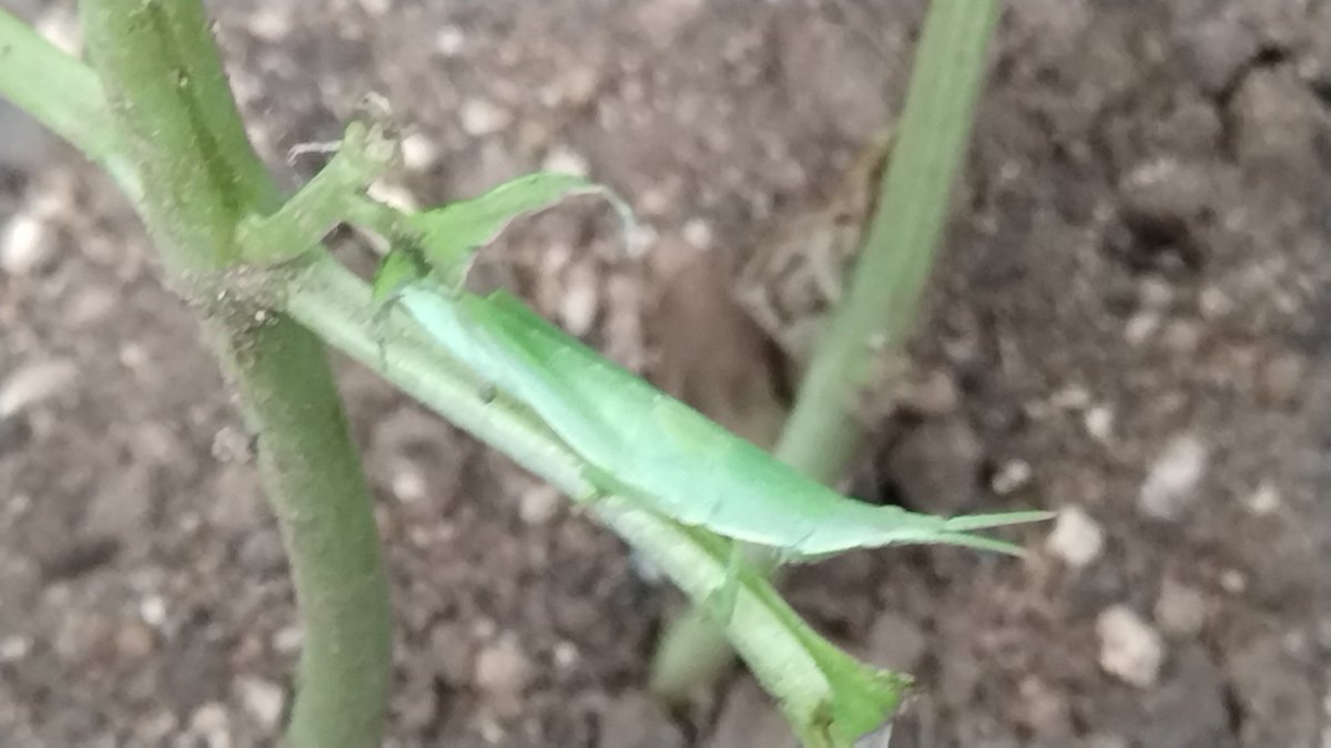 ikkyu019's tweet image. ベランダに植えたバジルがオンブバッタに食われまくって穴だらけ
…引っ越してもオンブバッタとご縁があるんか