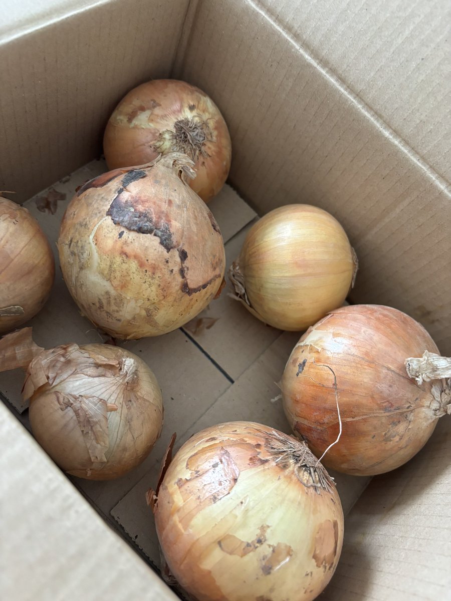 カウシェファーム - البحث / X