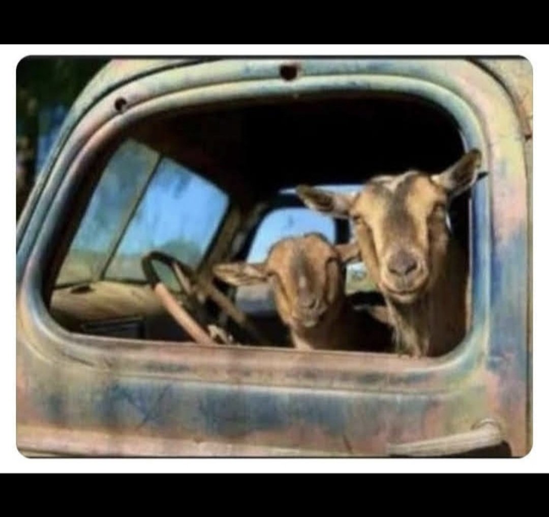 ShadiahNagawa03's tweet image. A rare pic of 3goats looking at each otherπππππ