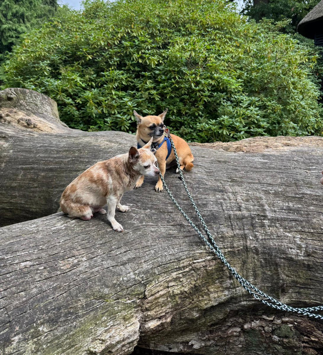 Ein Wuff an <a href="/mav_cologne/">Eric Hoch</a> , wir pfahren gerade Köln pforbei.