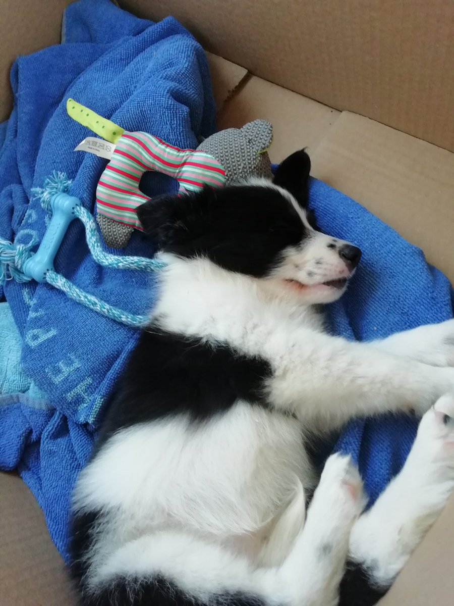 Alba_tm90's tweet image. Hay quien duerme bien y luego está ella