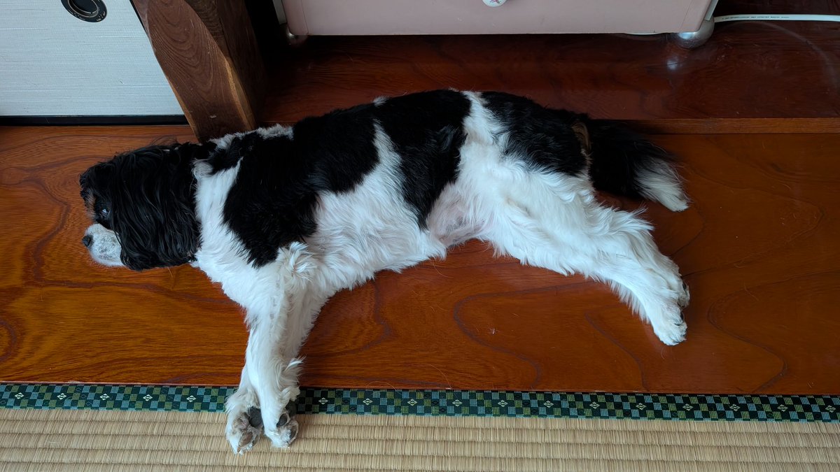 ママがずっと和室にいるので、
最近のミルクちゃんは床の間が
お気に入り🤭
少しひんやりしてるのかな？