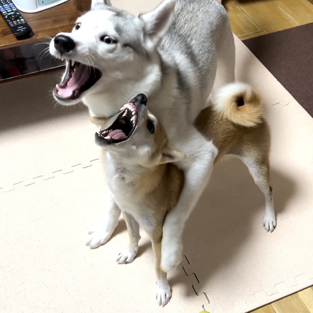 grapeejp's tweet image. もはやパリピの絡み方…!? #grape動物 #シベリアンハスキー #柴犬
『距離感ゼロ』のシベリアンハスキー 柴犬に絡んだ結果?「ごめん笑うわ」「顔、顔!」
grapee.jp/2022312 @grapeejpより