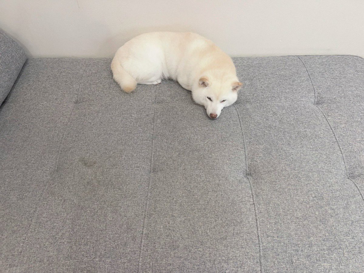 go20597673's tweet image. 小さい大蛇が出た！

＃大蛇だけど小さい　＃白柴　
＃柴犬のいる暮らし　＃犬のいる幸せ