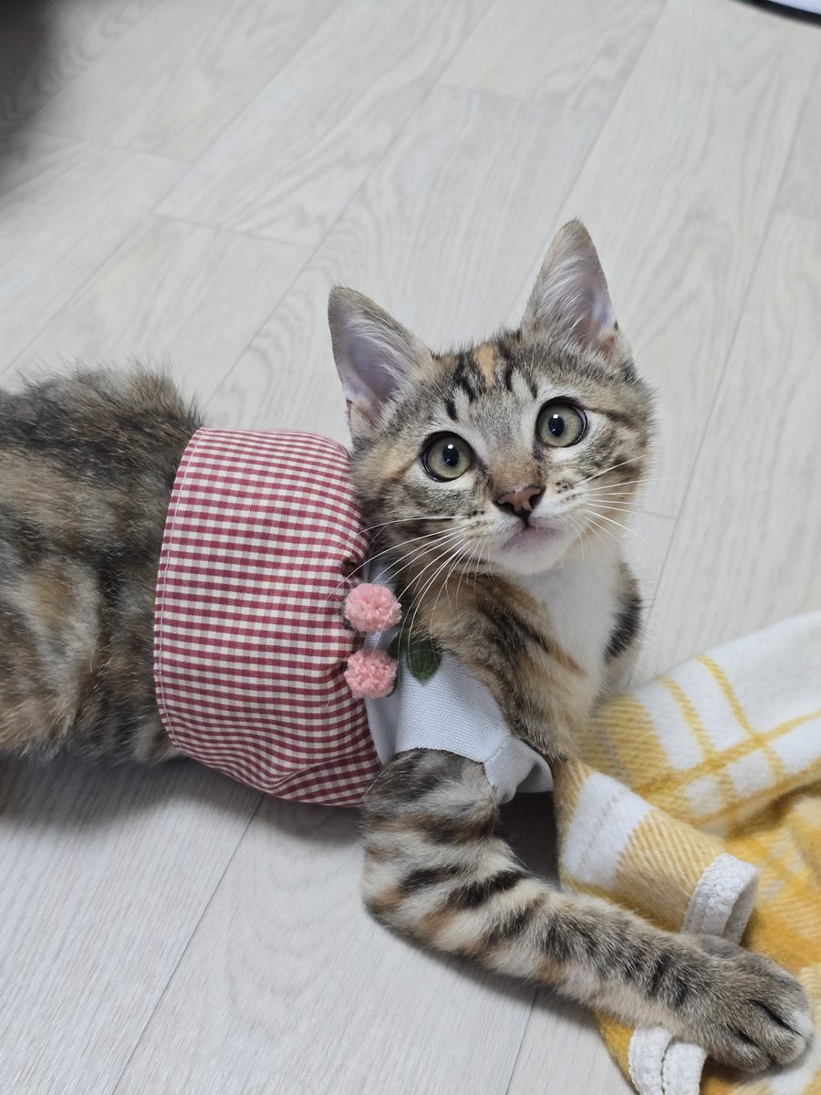 _imbo___'s tweet image. 곤히 공주🍒
곤히 입양신청 링크⬇️
nabiya.org/adopt
🐱 곤히/여/2025년5월11일생(추정)
🐱 2차 접종/구충완료
#나비야사랑해_곤히 #가족찾는_곤히 #서울경기인천
