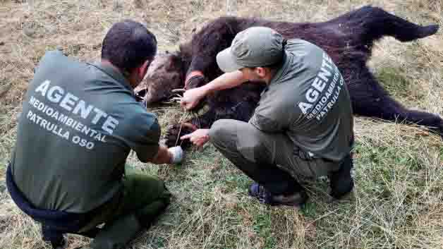 FAPASSPAIN's tweet image. FURTIVISMO DE OSOS EN ASTURIAS; LA LACRA QUE NO CESA
Un nuevo ejemplar de oso pardo muere en una trampa colocada por furtivos.
fapas.es/noticias/furti…