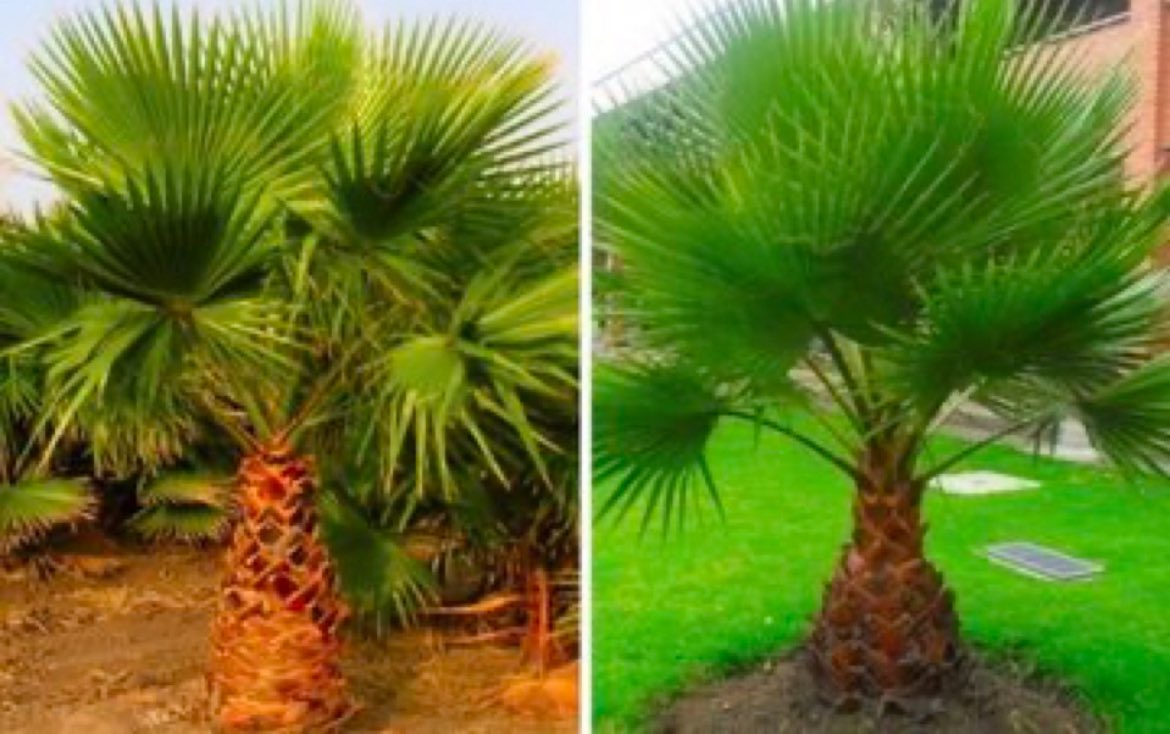 Transform your garden into a tropical paradise with the 3-4ft Mexican Fan Palm Tree

Check it out here ➡️ awin1.com/cread.php?awin…