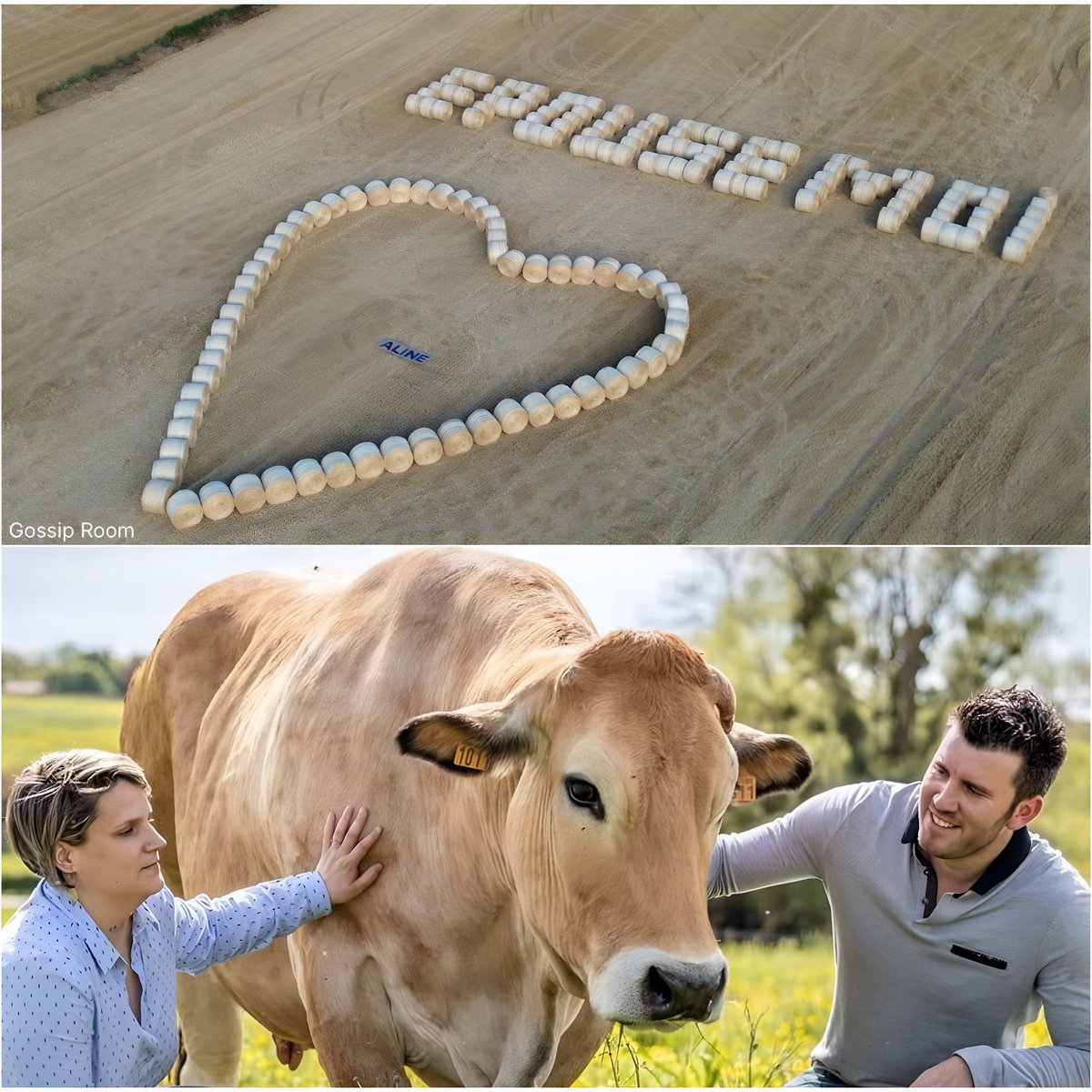 GossipRoomOff's tweet image. 🚨 C'est la belle histoire de ces derniers jours dans les Deux-Sèvres.
Julien, un agriculteur, a redoublé d'efforts pour demander en mariage Aline, la femme avec qui il partage sa vie depuis douze ans, en l'écrivant dans un champ avec plus de 160 bottes de paille. Et elle a dit…
