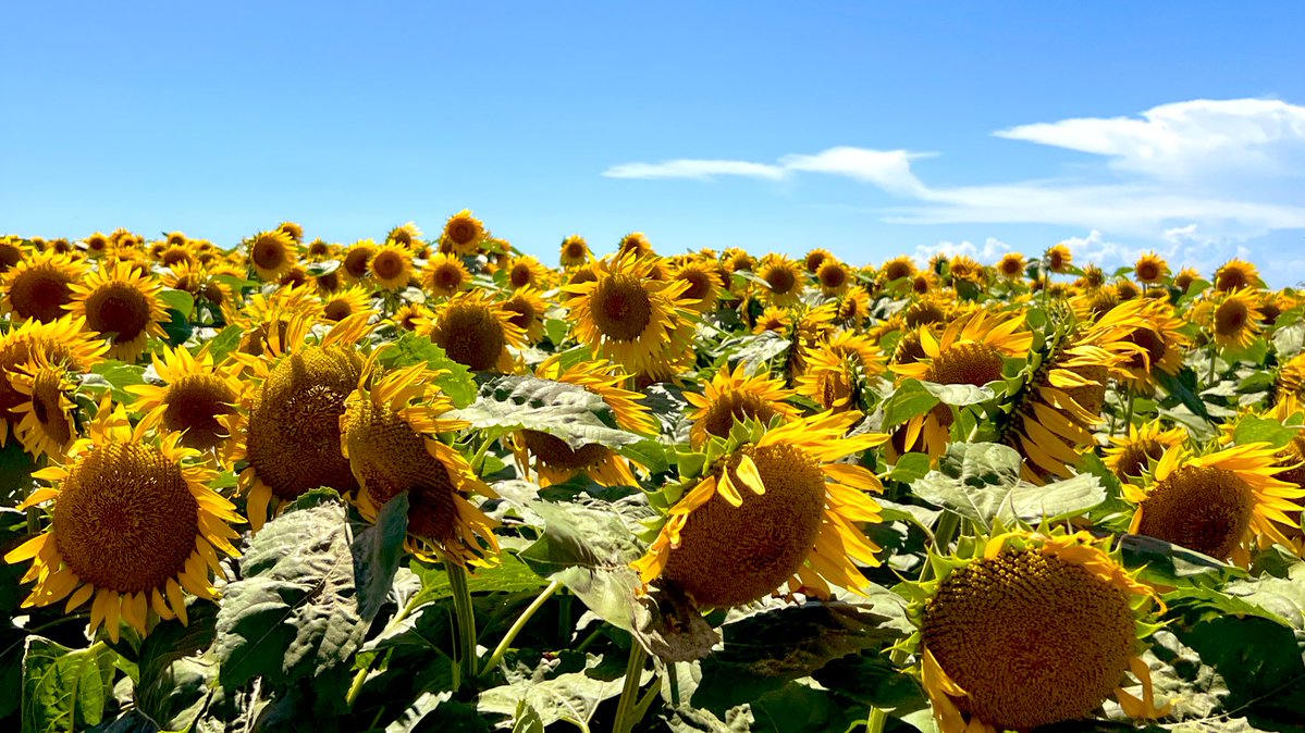 ayakayoii's tweet image. 夏ﾀﾞﾈｯ🌻