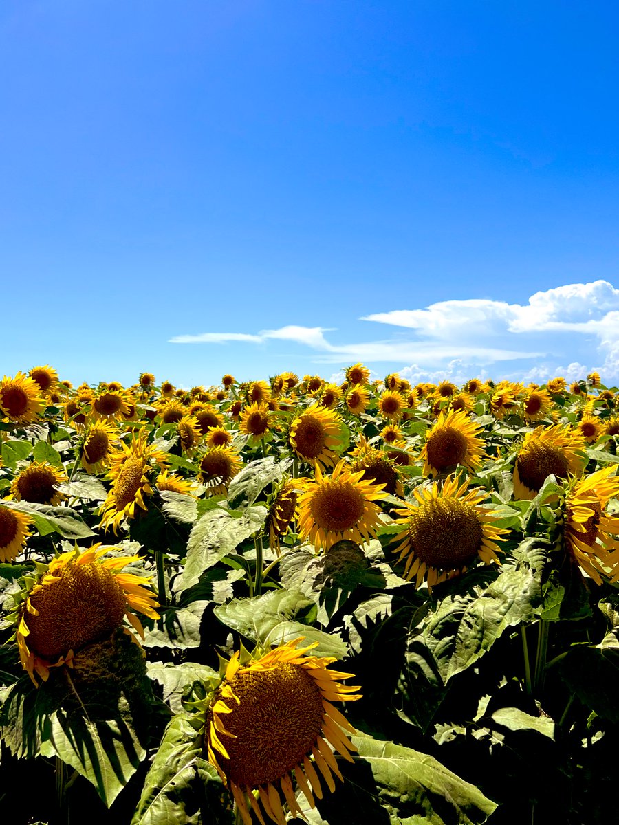 ayakayoii's tweet image. 夏ﾀﾞﾈｯ🌻